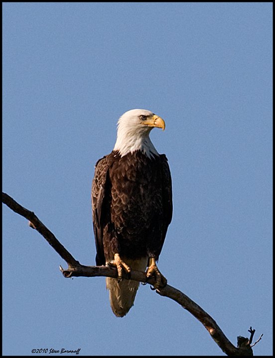 _0SB9053 american bald eagle.jpg